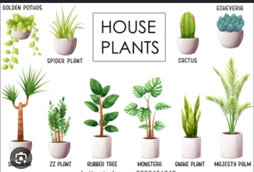 Indoor Houseplants