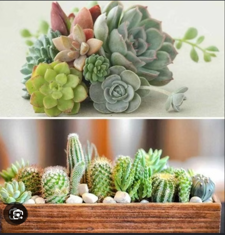 Succulents & Cacti