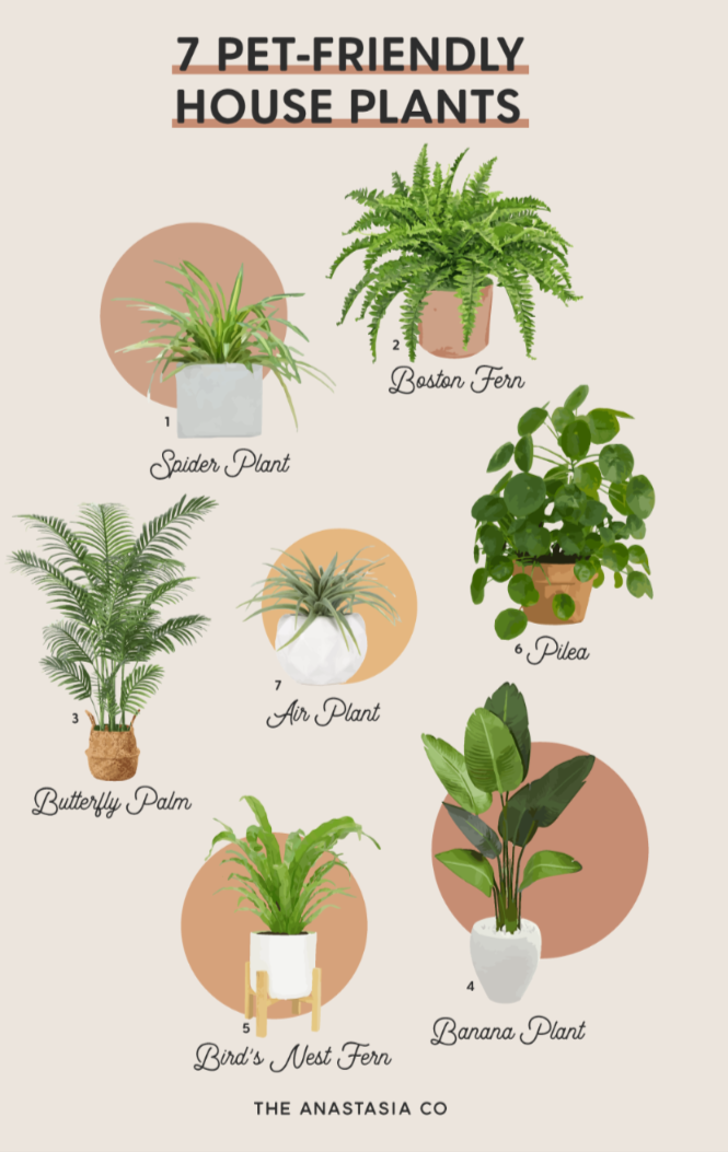 Pet-Friendly Plants
