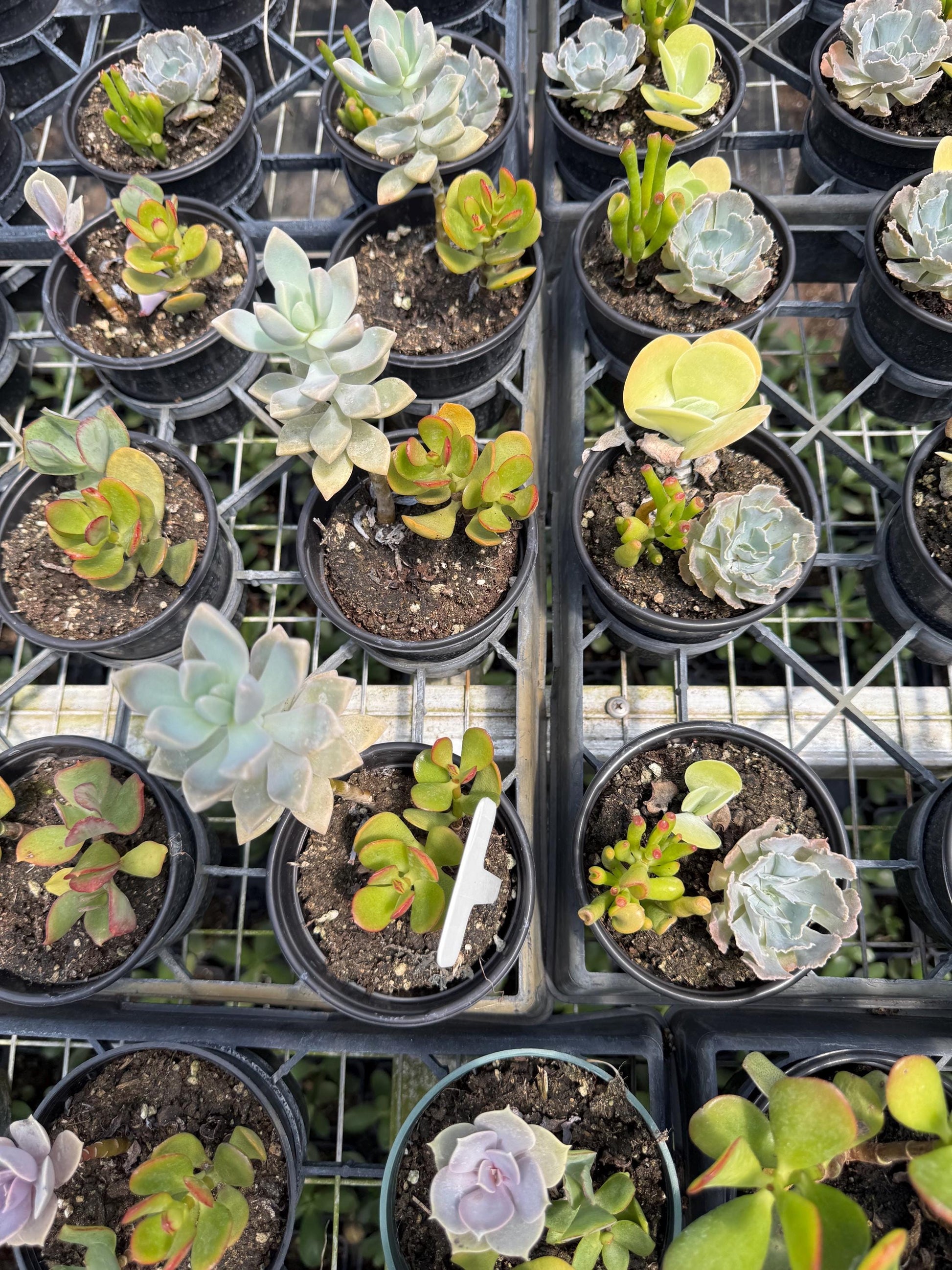 8 pk assorted succulents