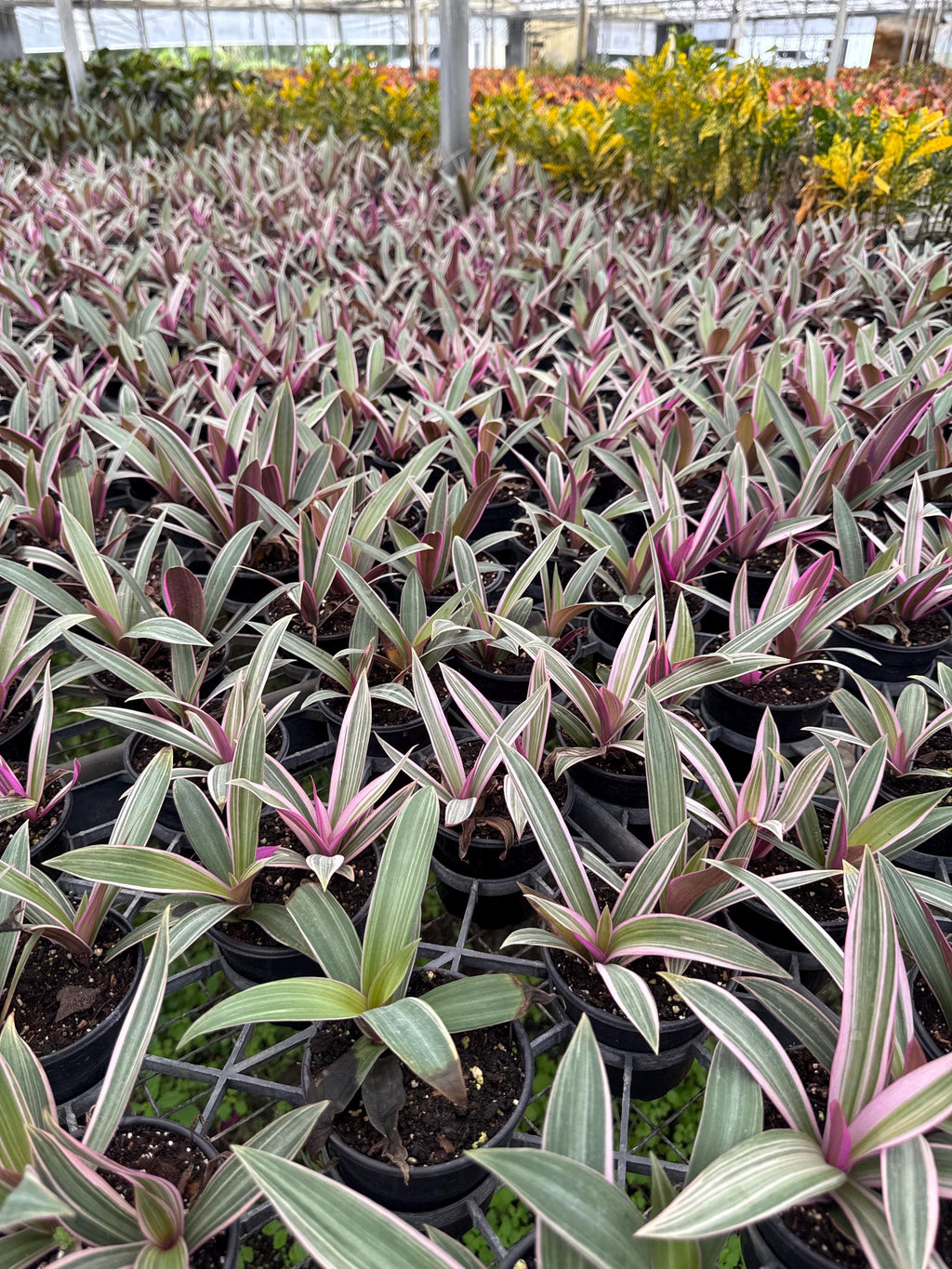 Oyster Plant 2 pack