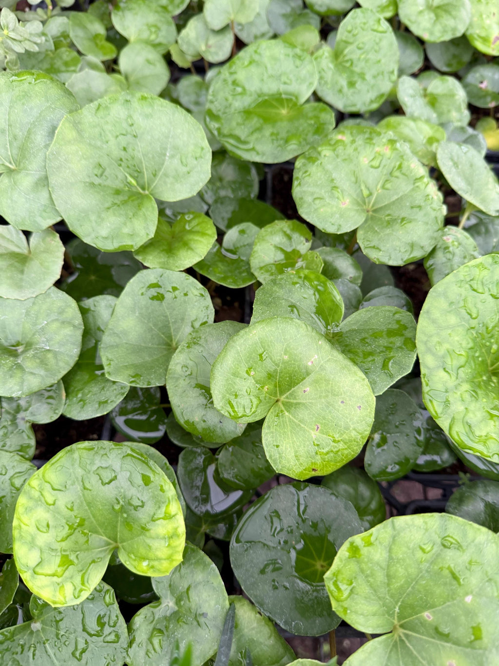 Assorted 3” plants (pack of 4)