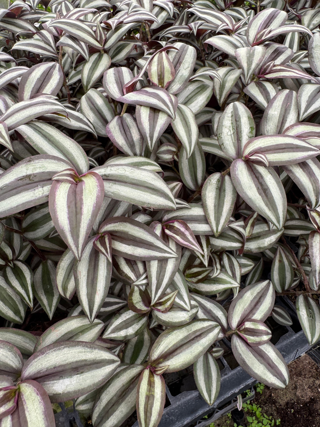 Assorted 3” plants (pack of 4)