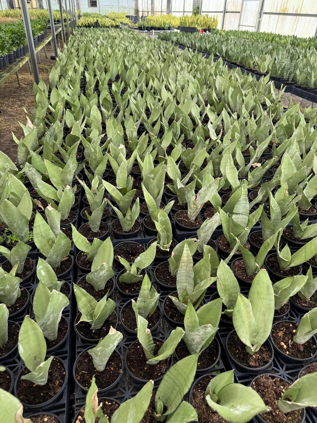 Sanseveria Snake Plant