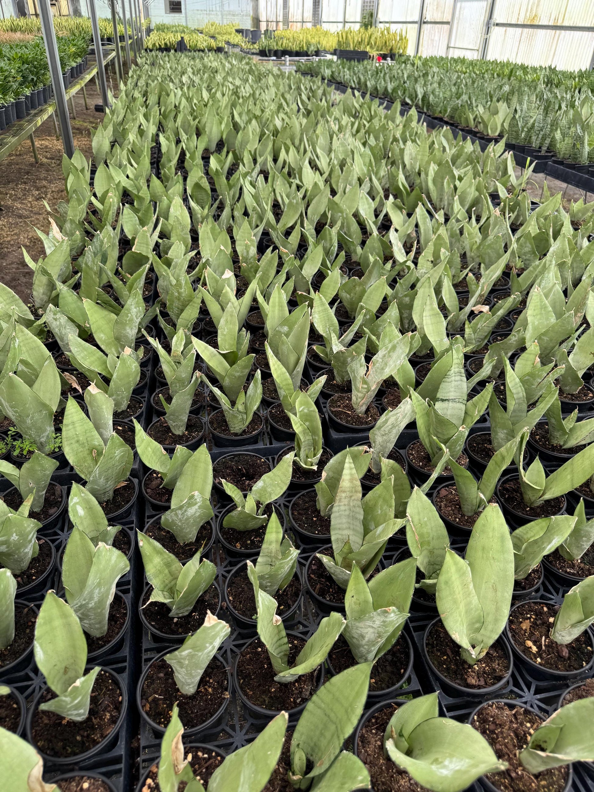 Sanseveria Snake Plant