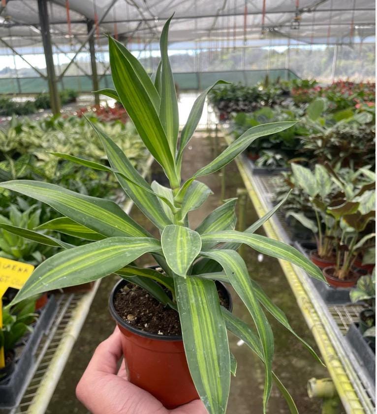 Draceana plant variety in 4”