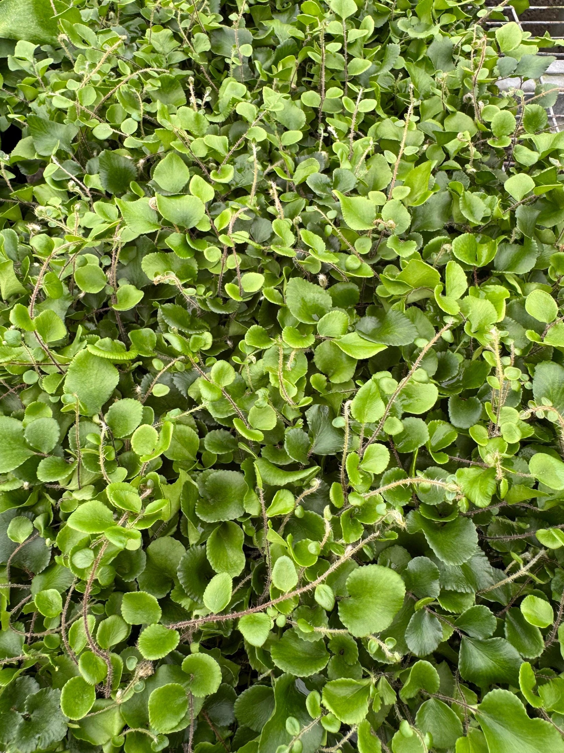 Fern