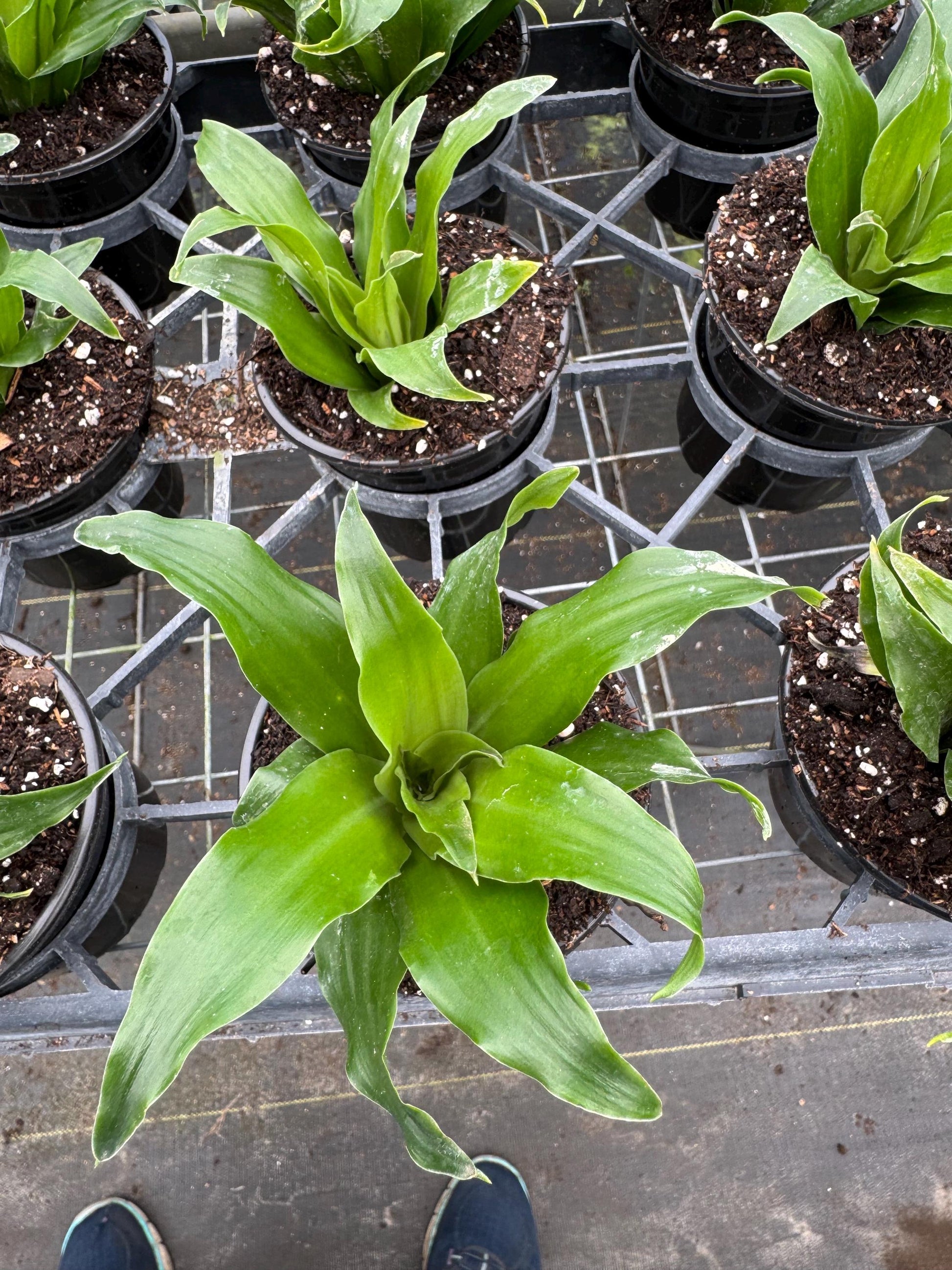 Draceana plant variety in 4”
