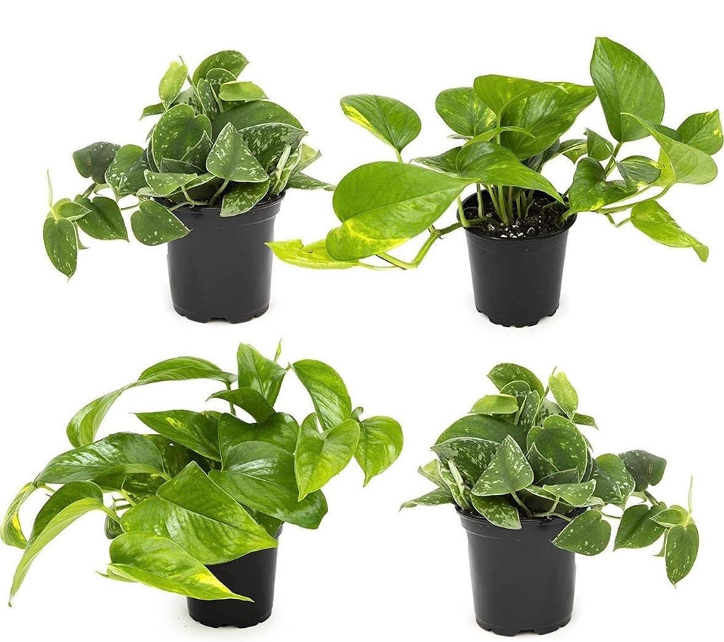 Pothos Plant: Golden, Neon, Jade, Marble Varieties
