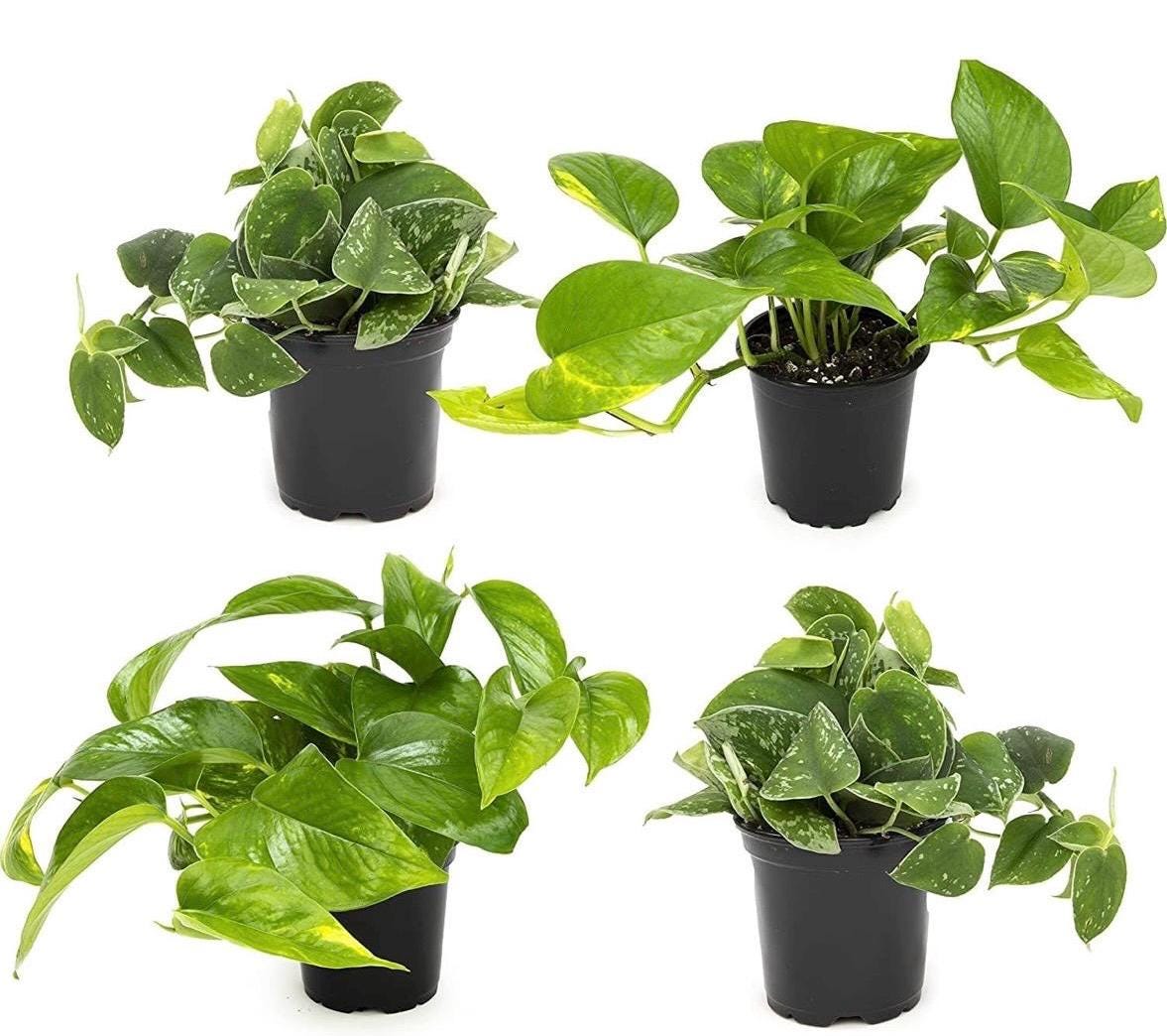 Pothos Plant: Golden, Neon, Jade, Marble Varieties