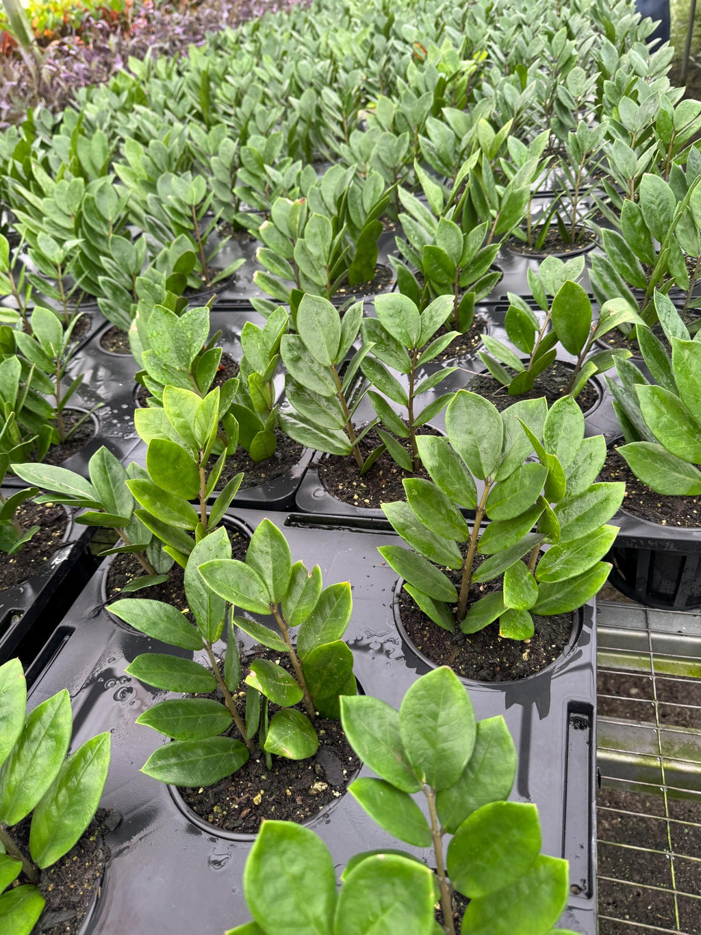 Live Zz Plant
