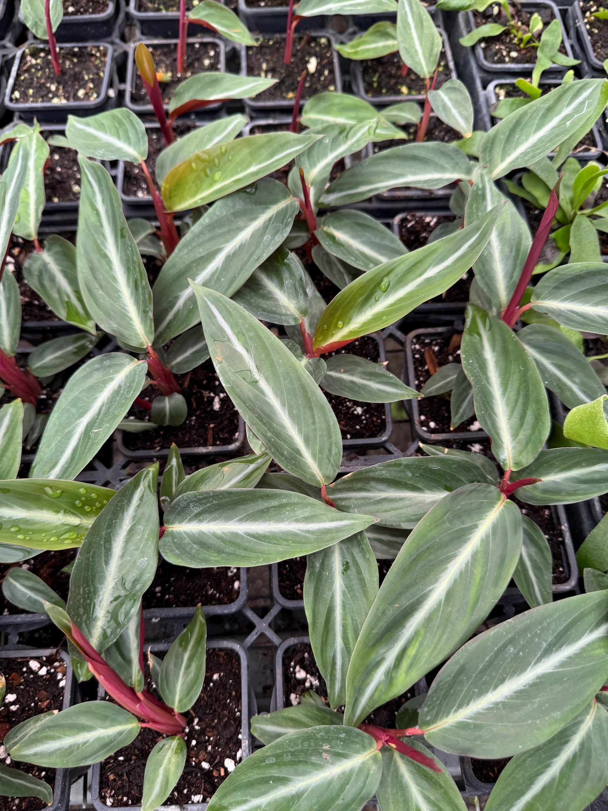 4 “Philodendron