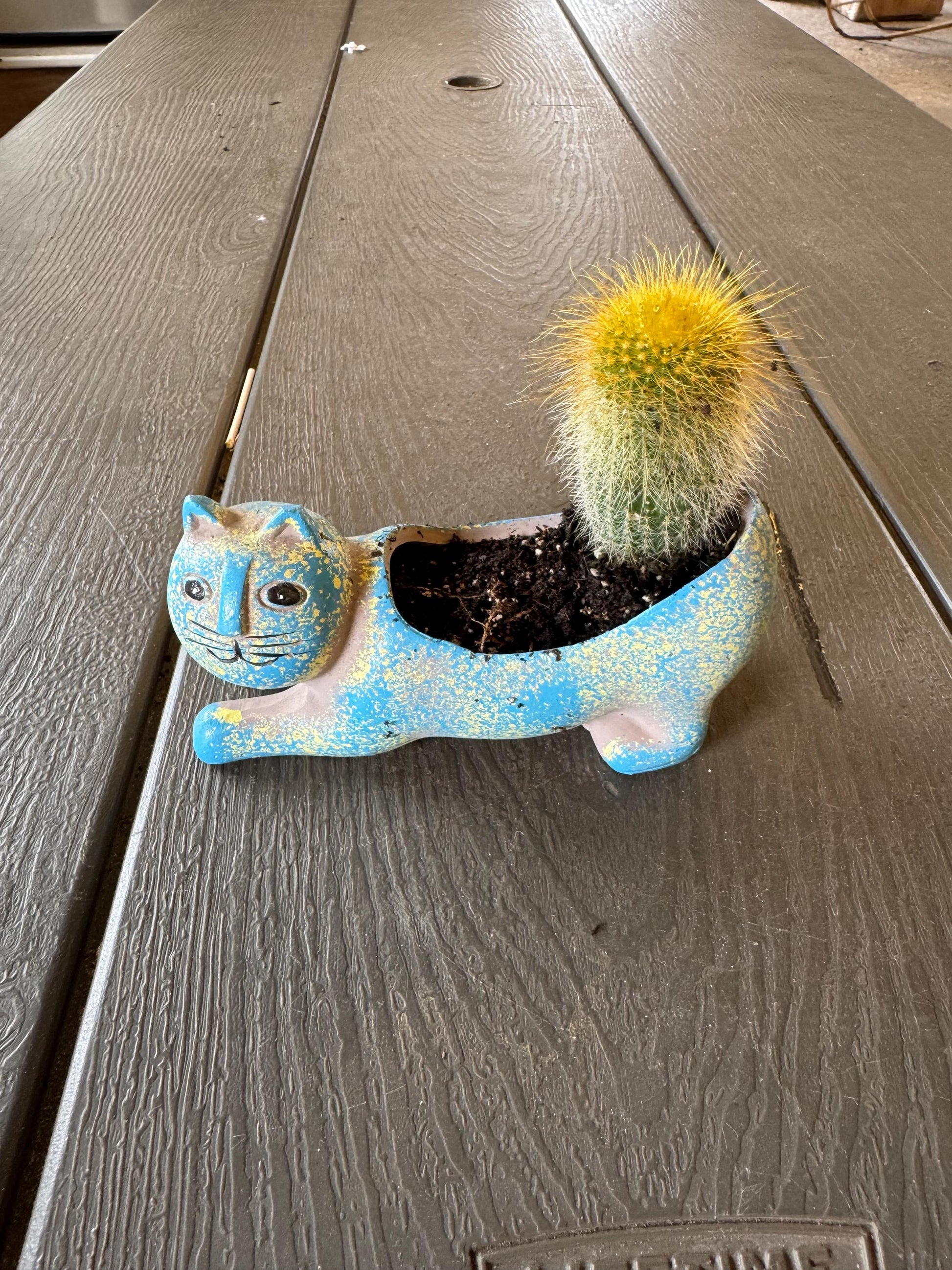 3” Cactus