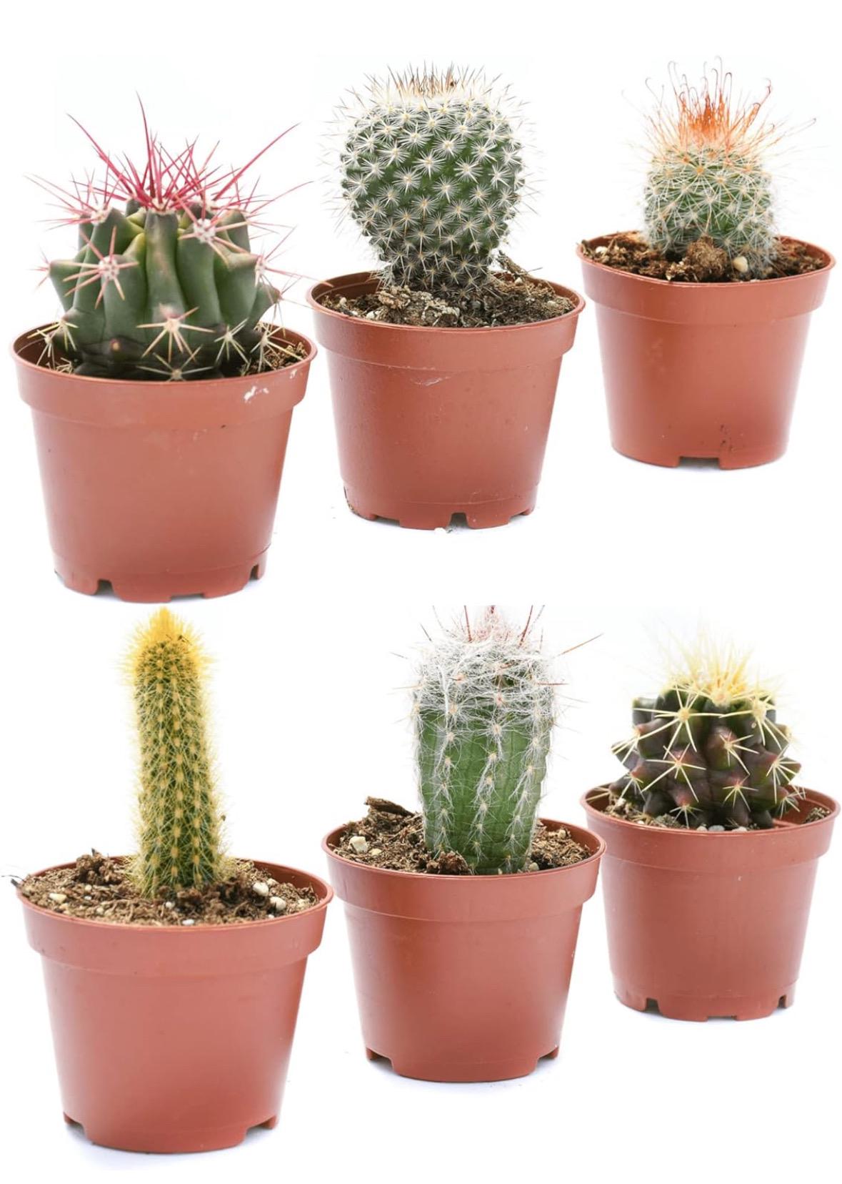 3” Cactus