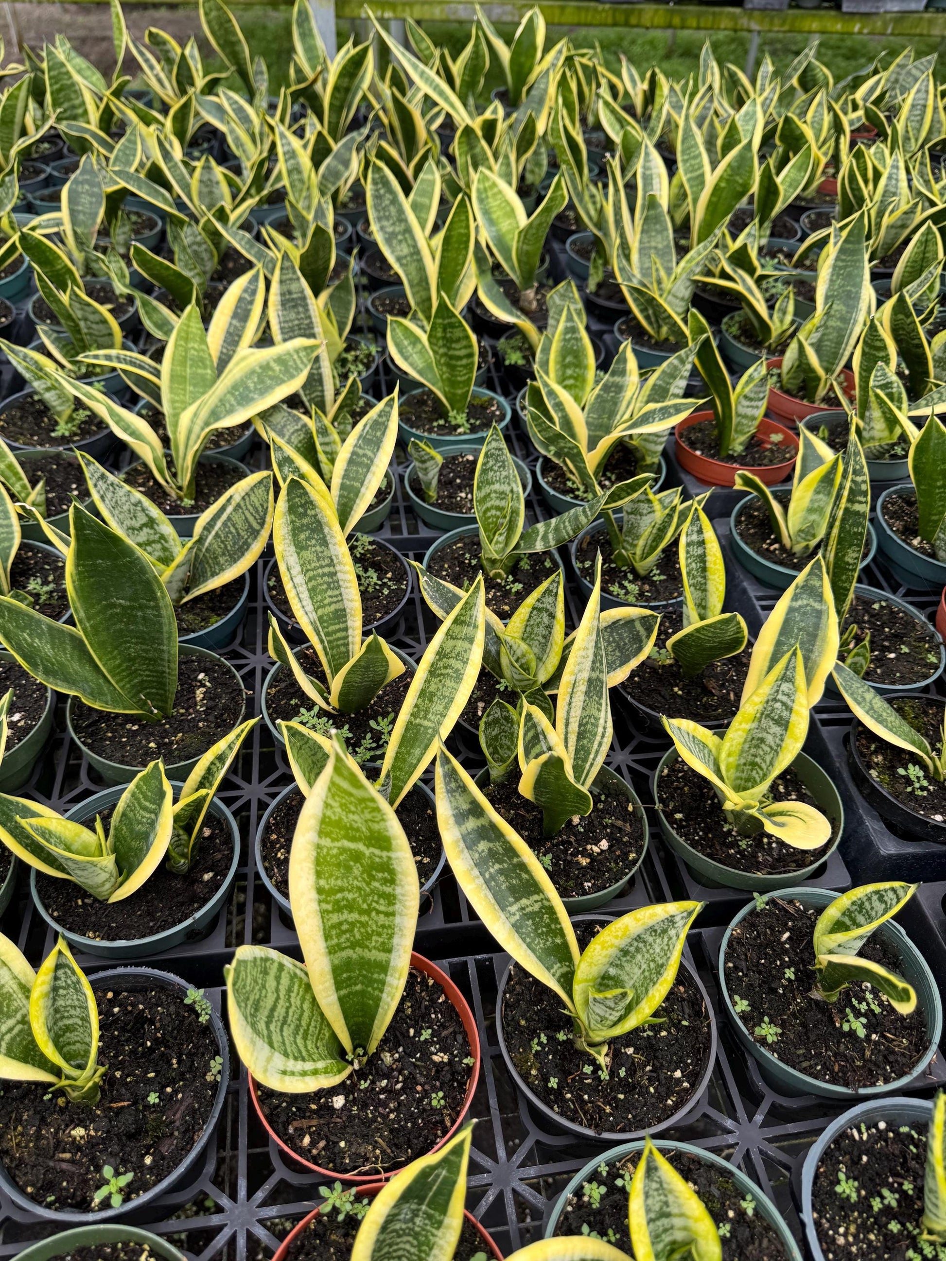 Sanseveria Snake Plant