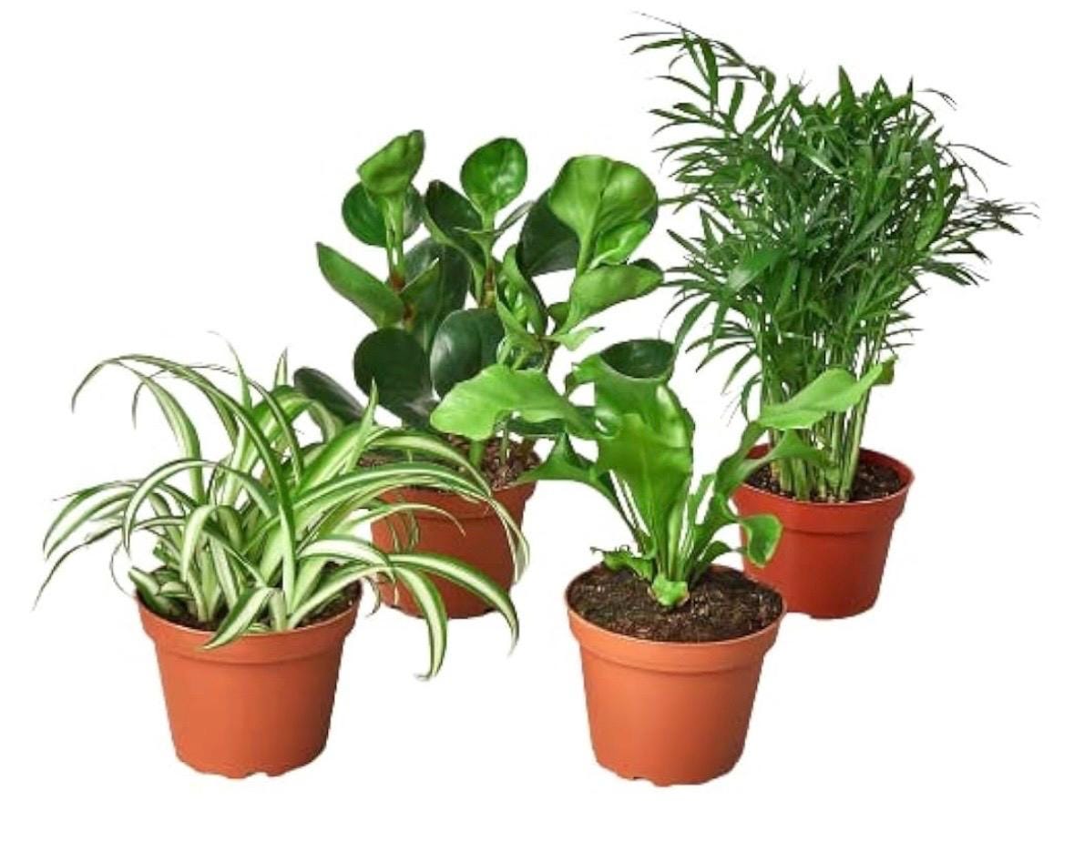 Pet Friendly Plants 4 pack