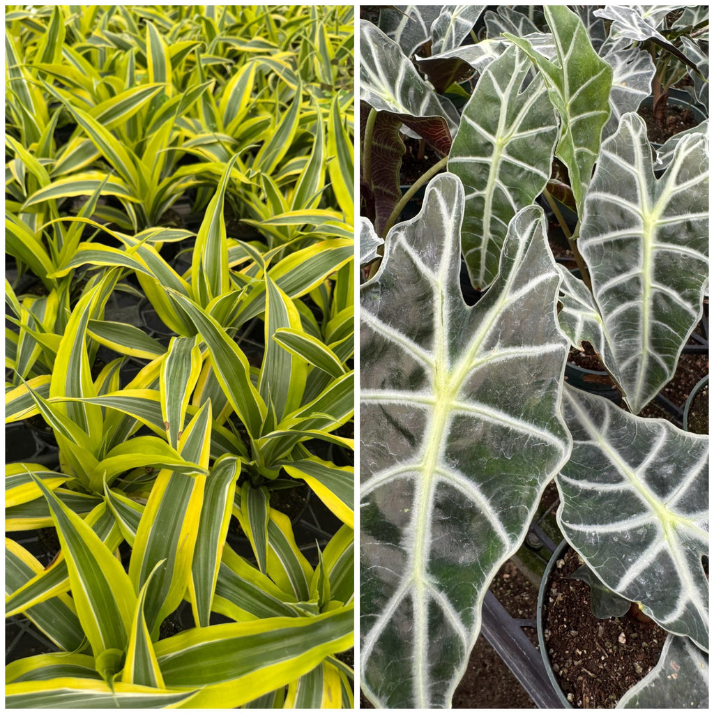 Plant Combinations 4” each