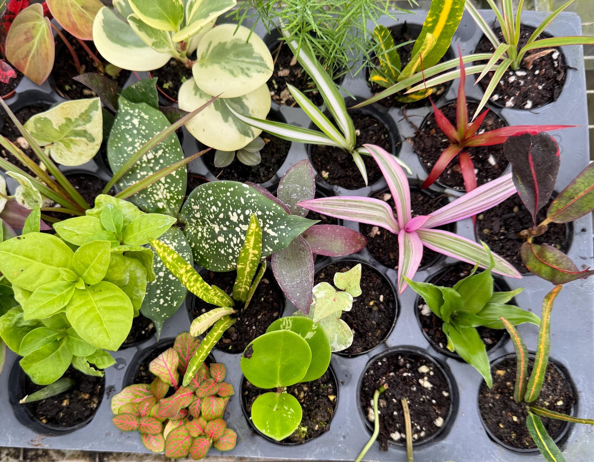 10 Pack Live Mini House Plants in 2” Pots, Indoor Plant Assortment