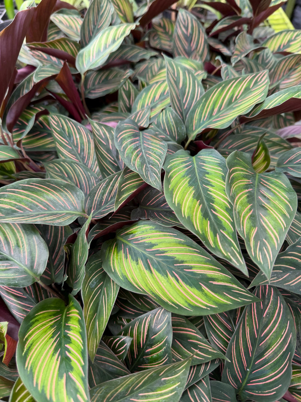 Calathea Plant 4": Pet-Safe Indoor Plant