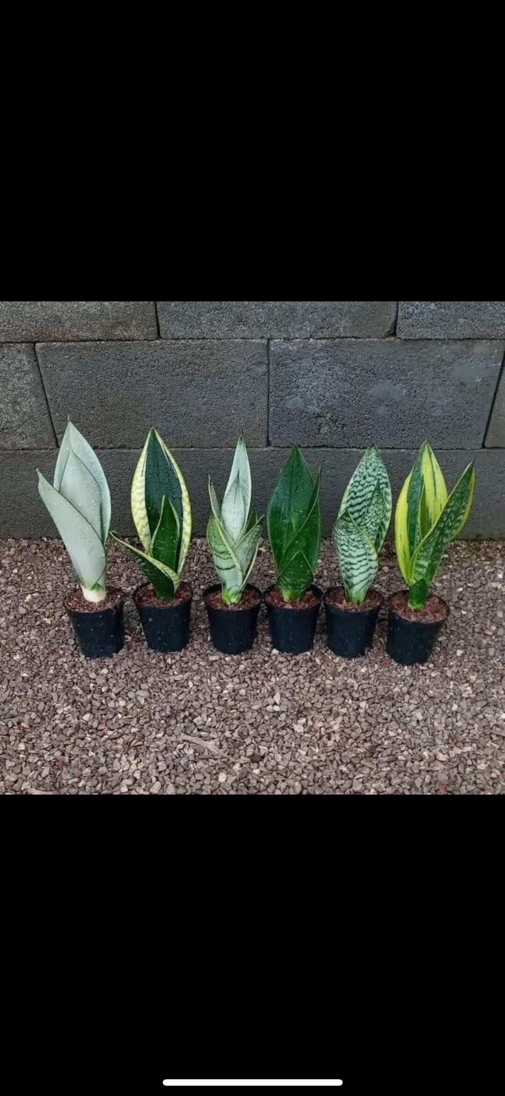 Sanseveria Snake Plant