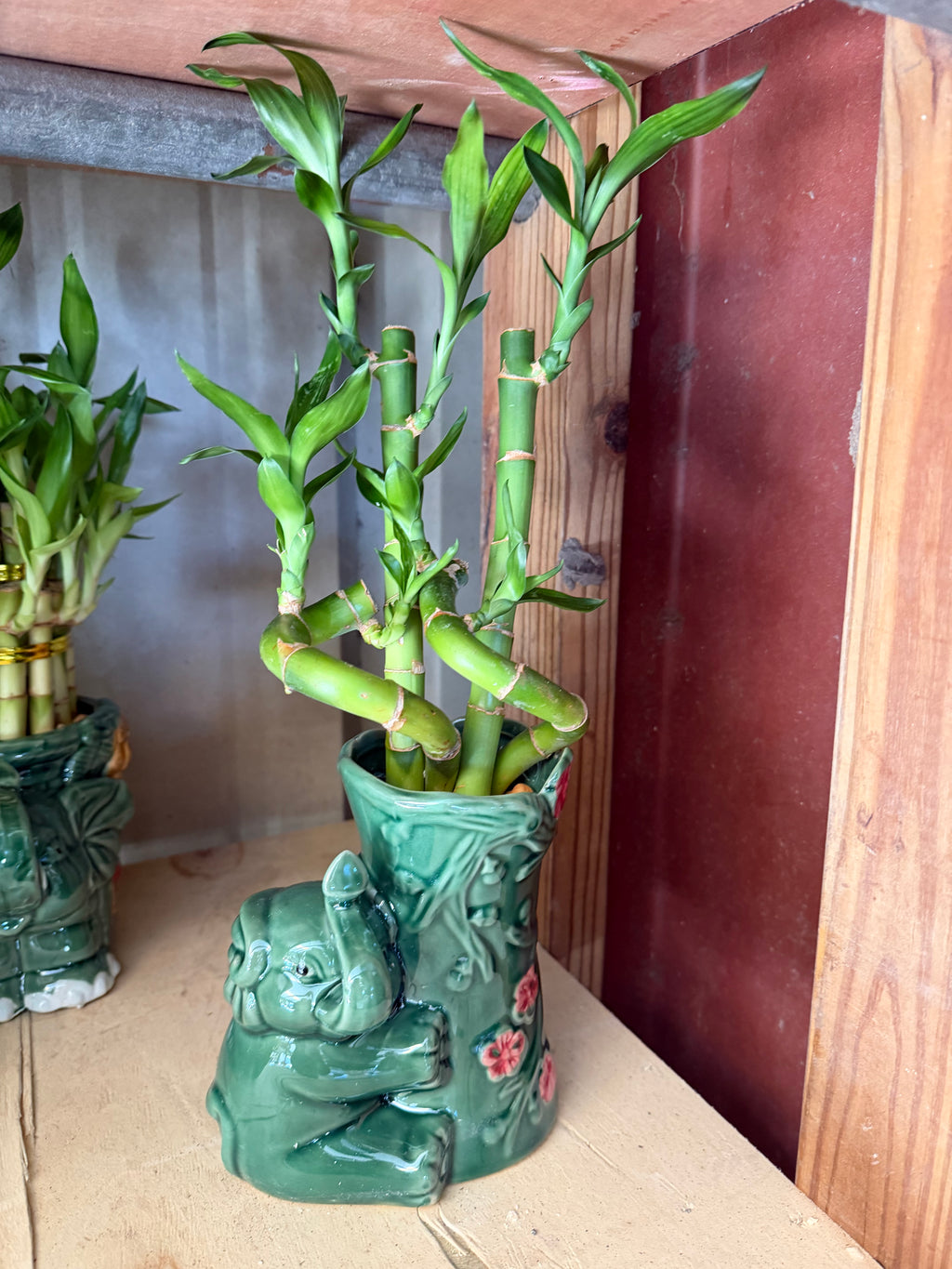 Elephant Bamboo planters