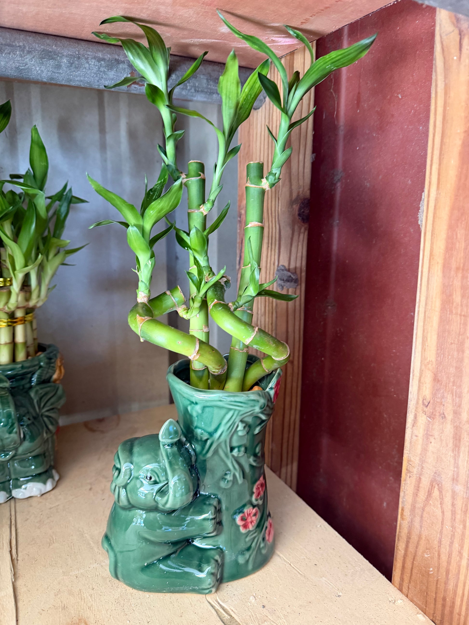 Elephant Bamboo planters