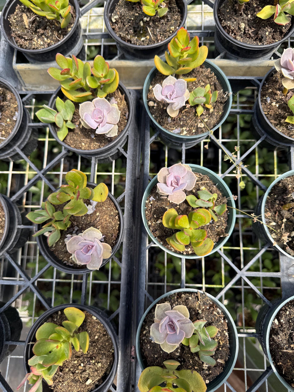 Assorted Succulents - Variety Pack of 8 (3 inch)