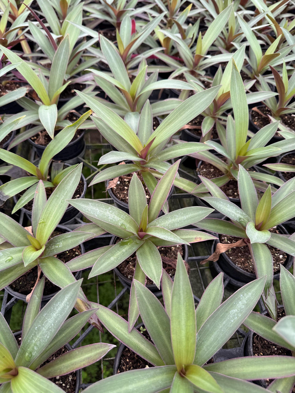 Oyster Plant 2 pack