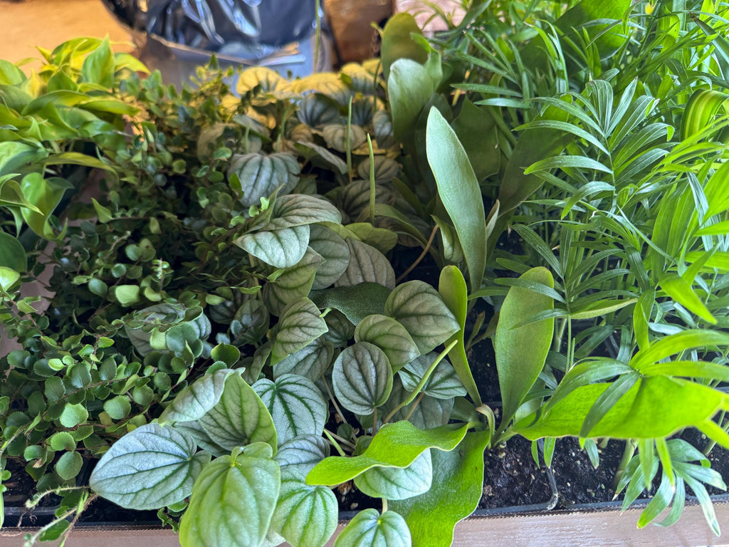 Pet Friendly Plant