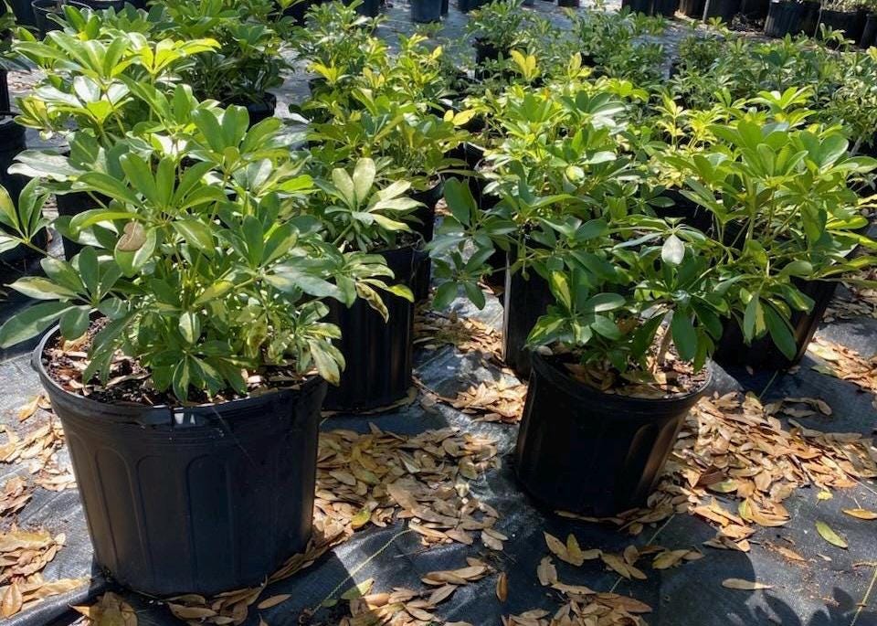 Landscape plants 15"