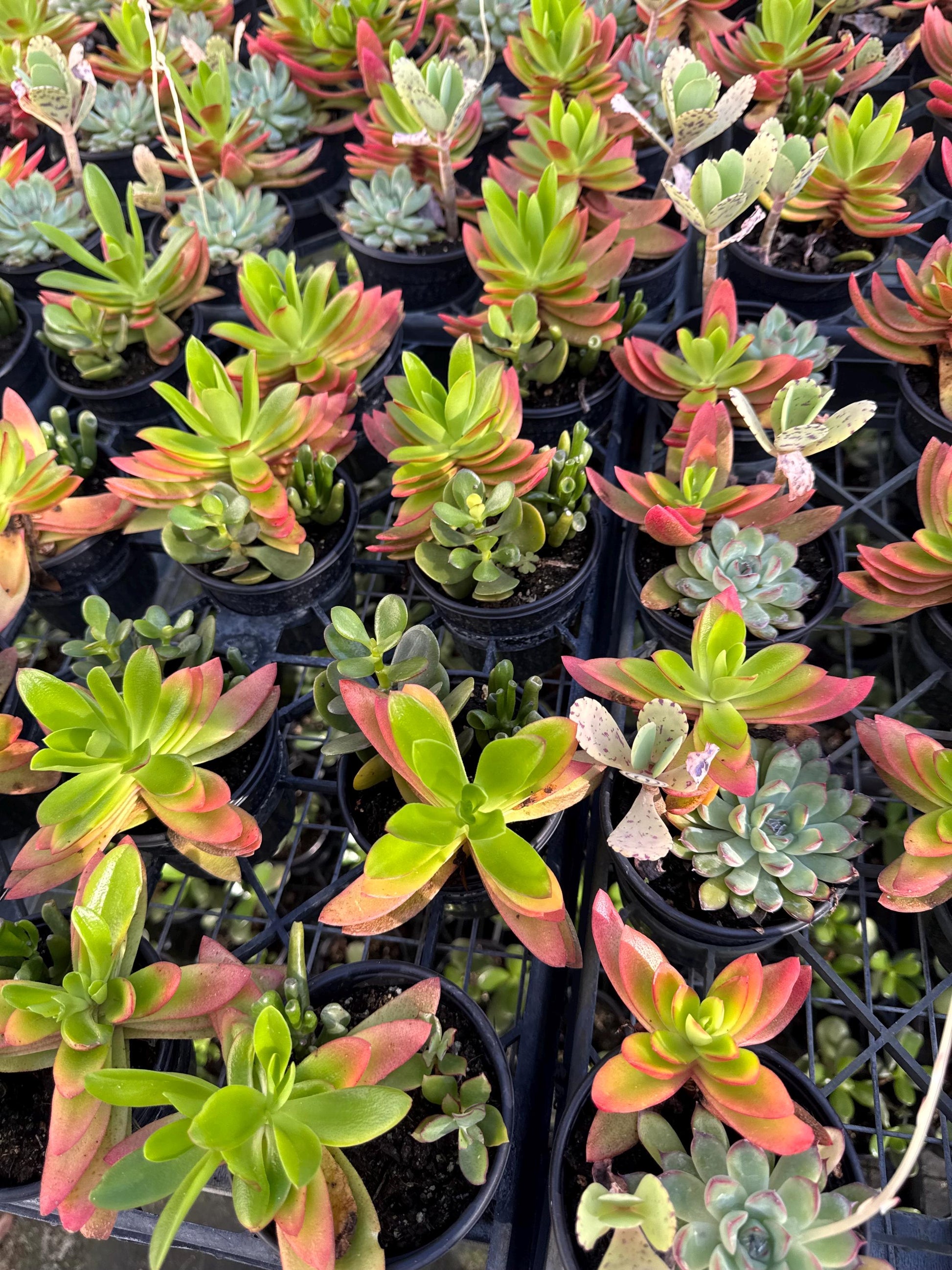 8 pk assorted succulents