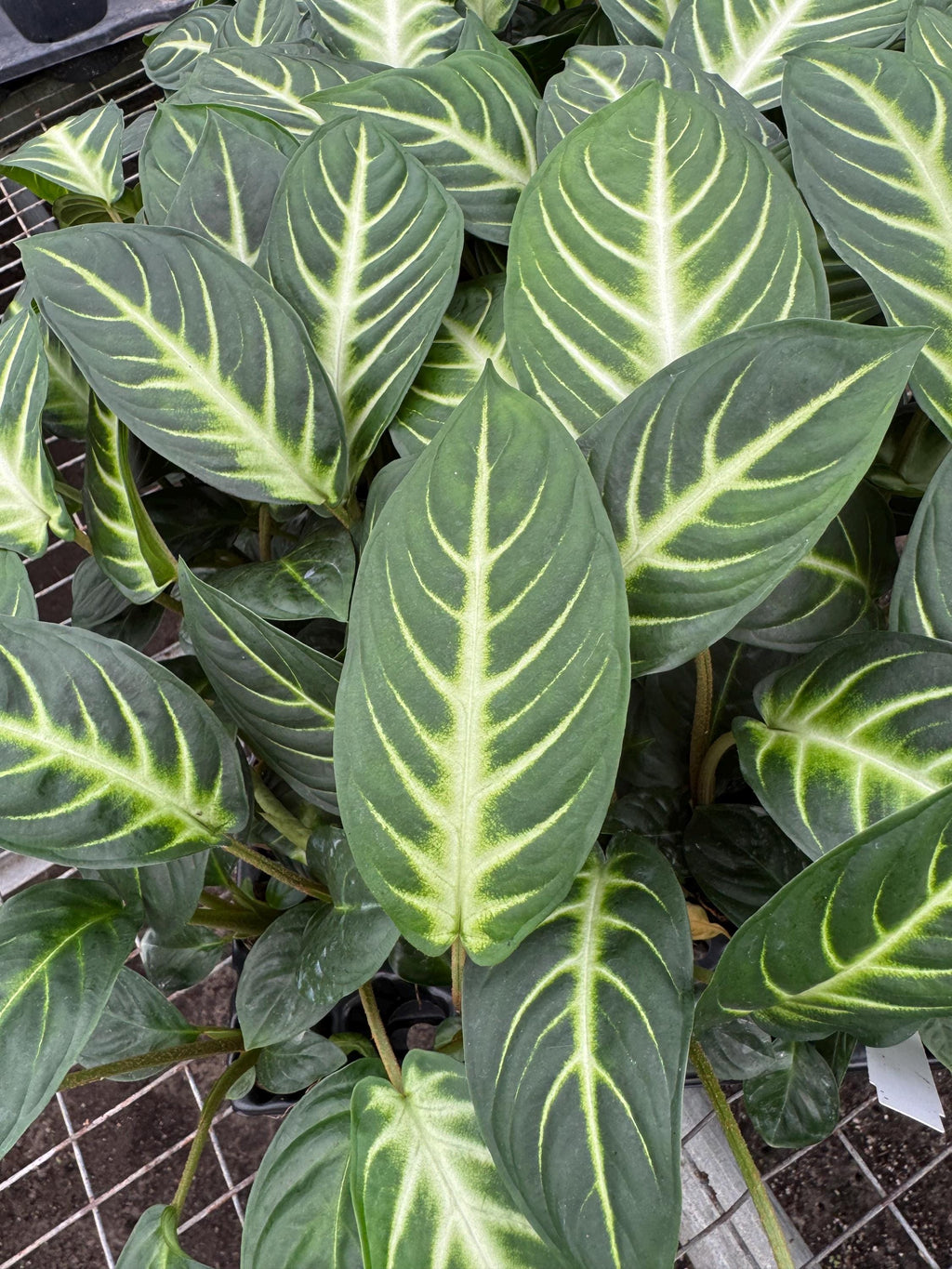 Assorted plants 4 pack (you can choose from)