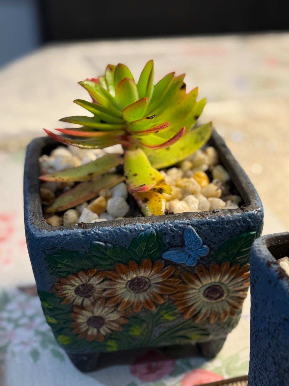 Ceramic Planters 3pack