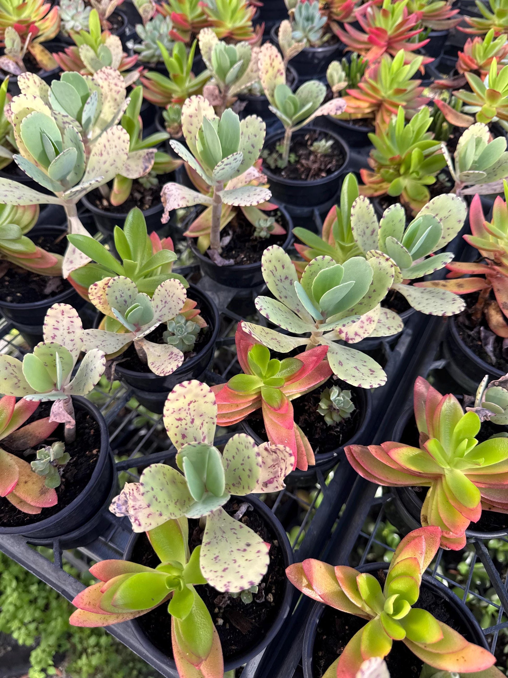 8 pk assorted succulents