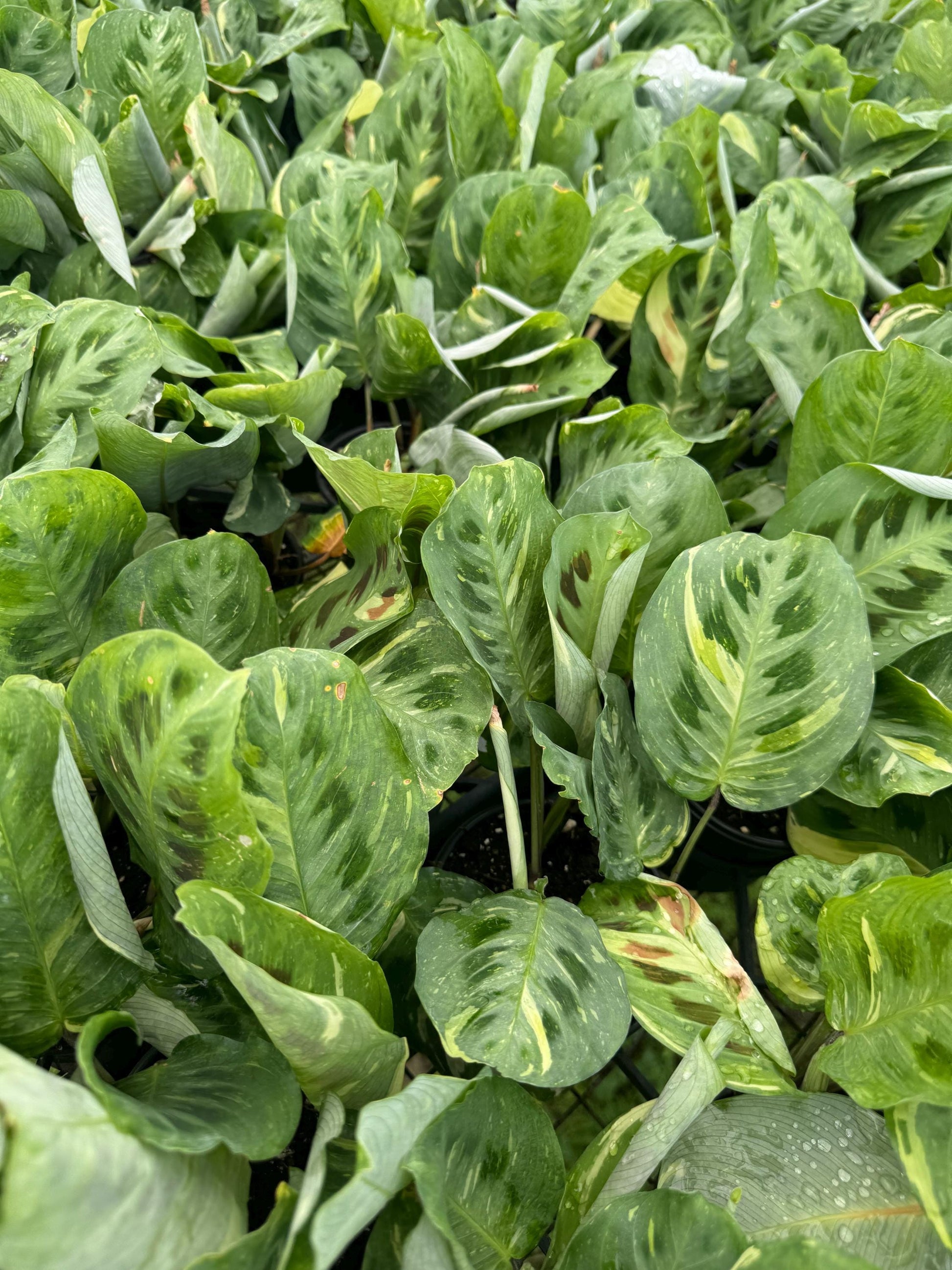 Prayer Plants Five varieties to choose from