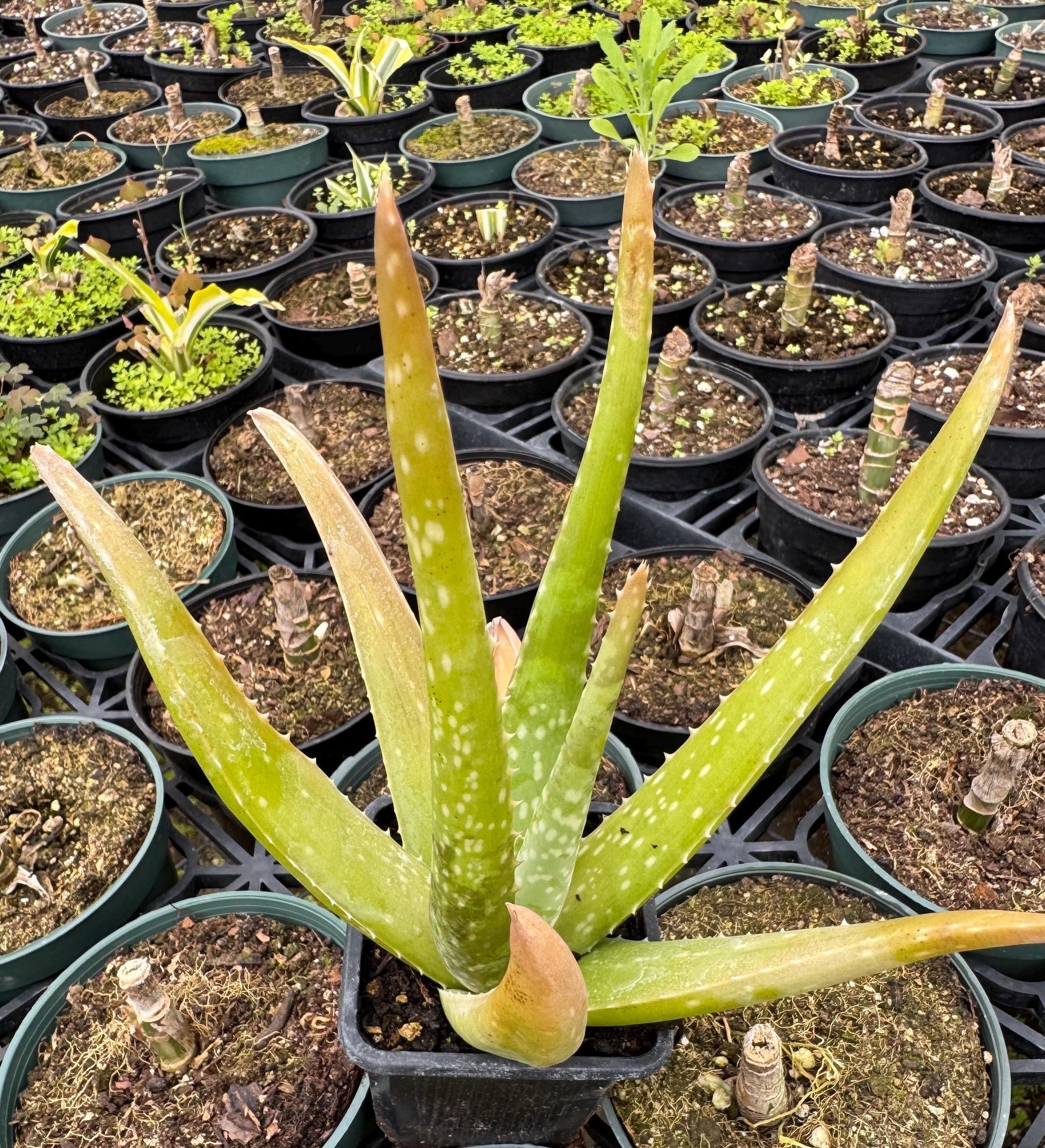 Aloe vera plant