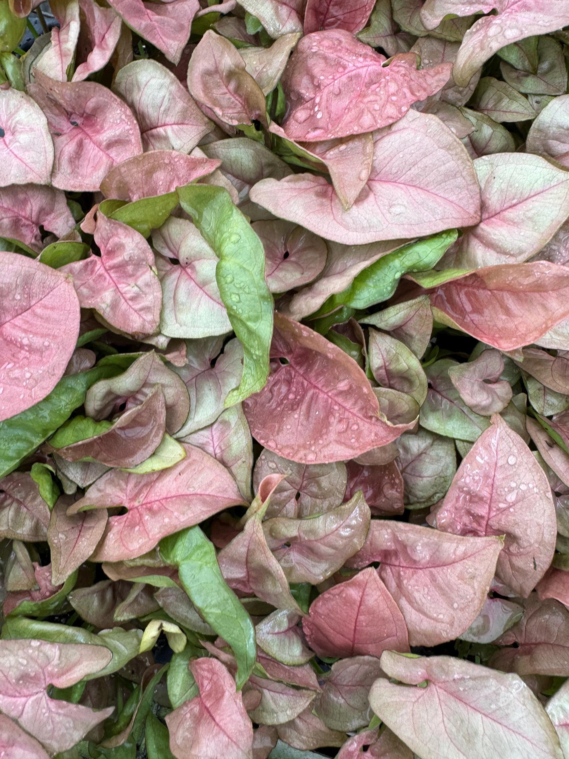 Syngonium Plant Variety Pack: Starter House Plants