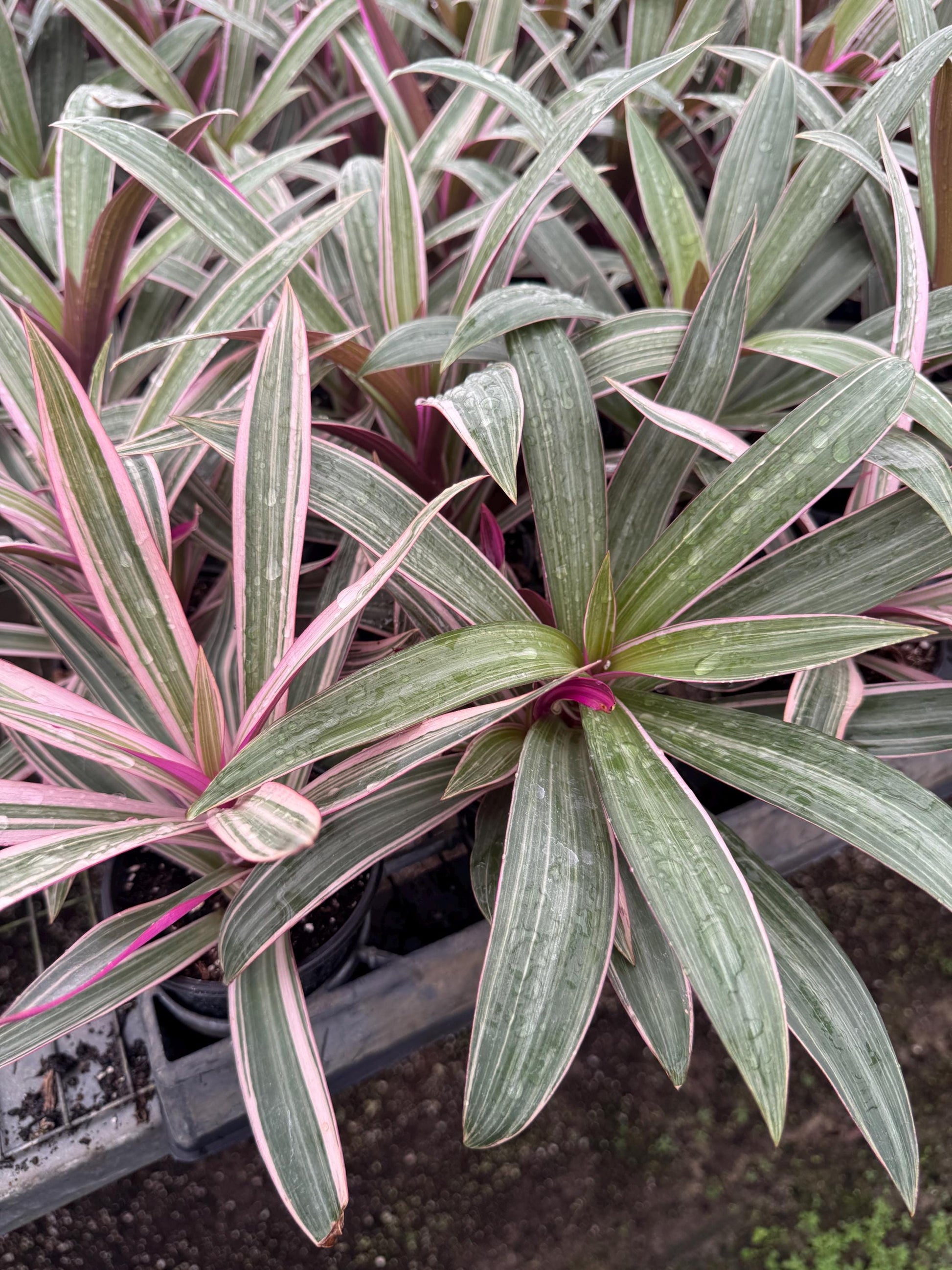 Oyster Plant 2 pack