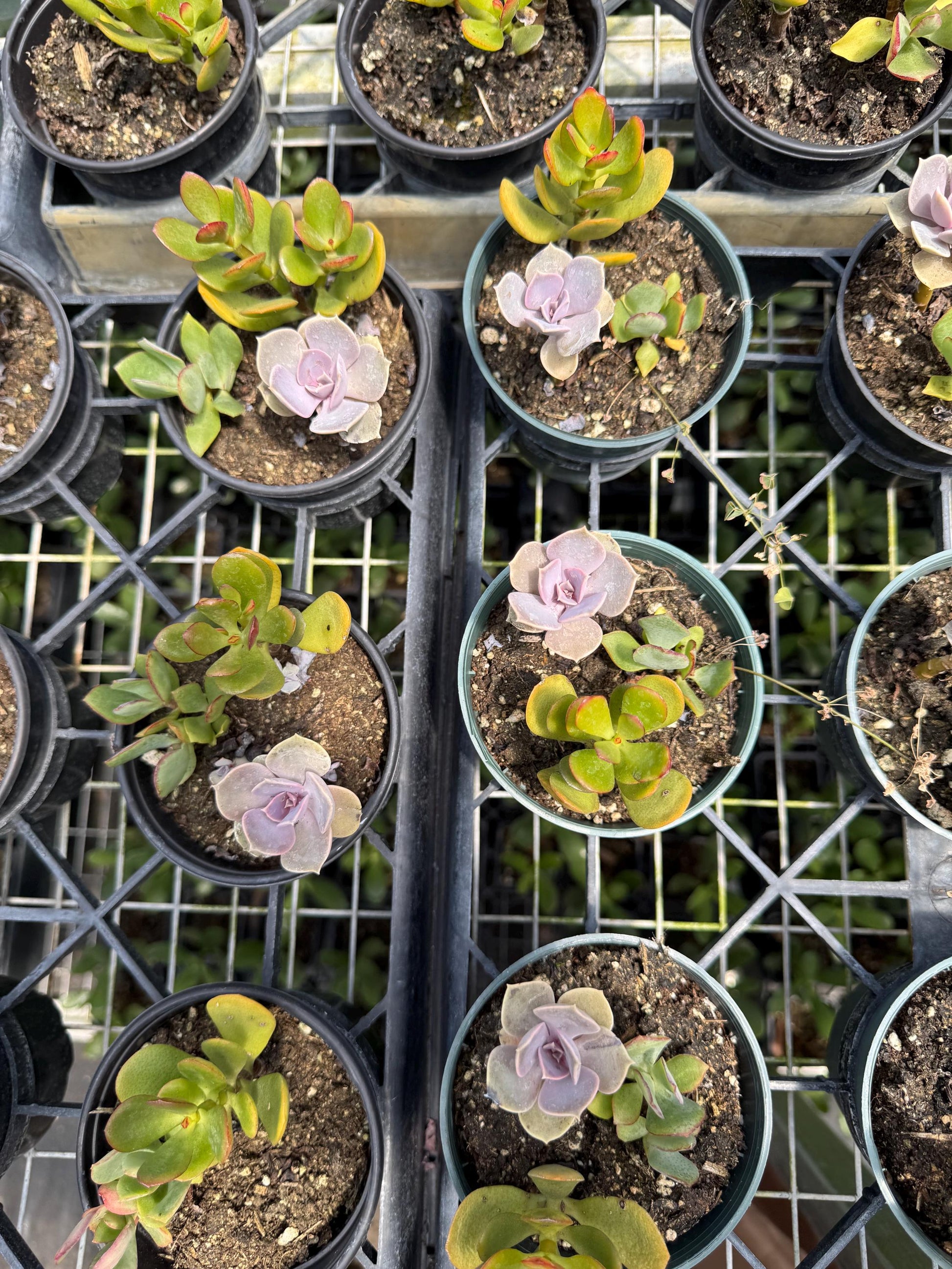 8 pk assorted succulents