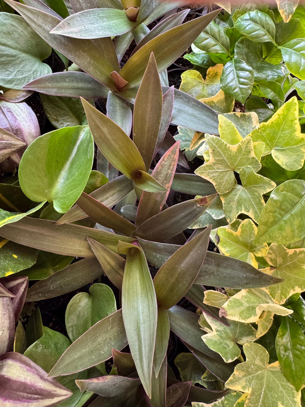 Terranium plants 2” 18 pack