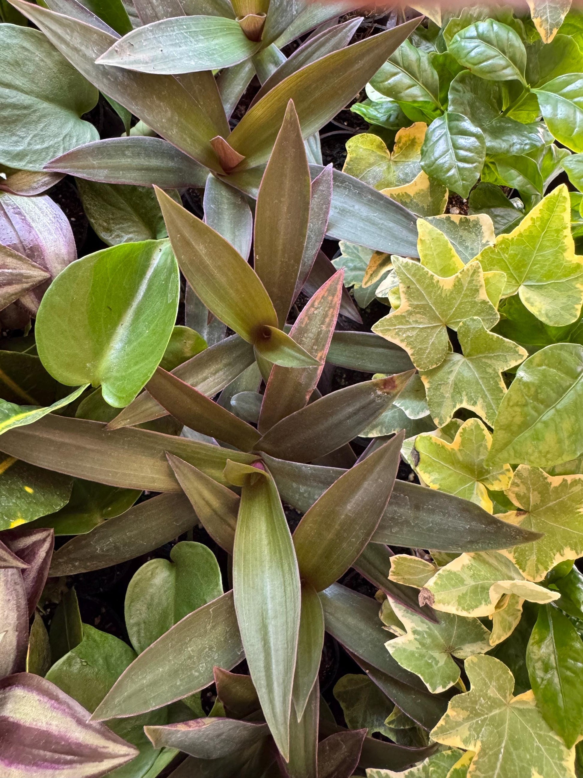 Terranium plants 2” 18 pack