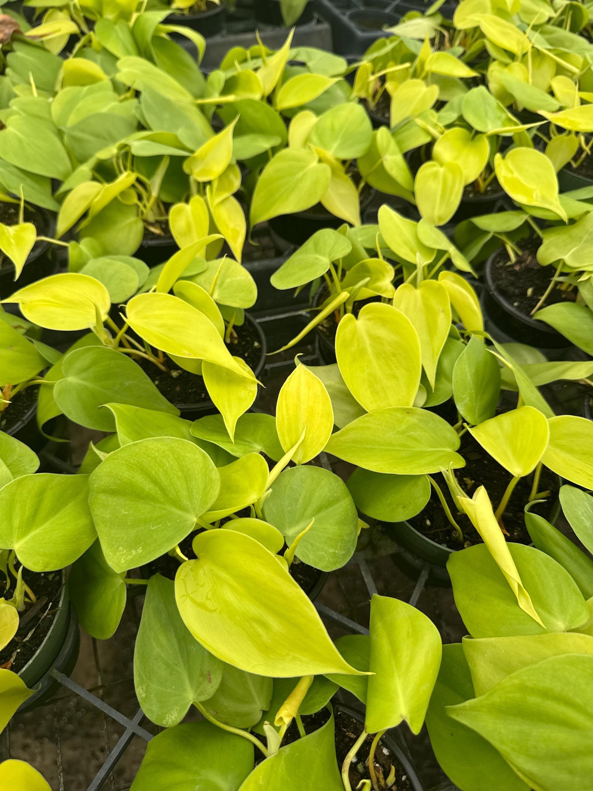 4 “Philodendron