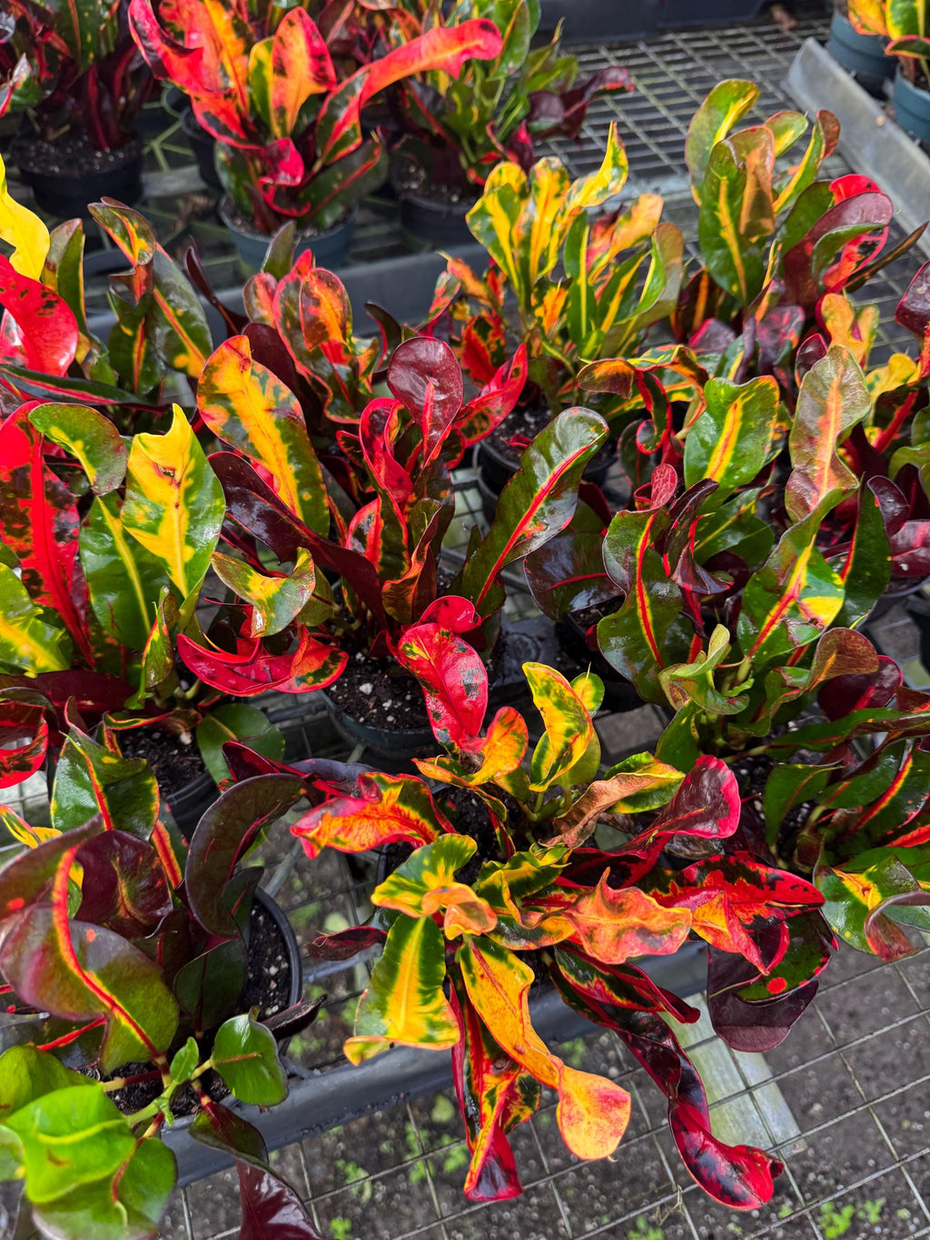 Live Croton Plant for indoor and outdoor (4” Pot)