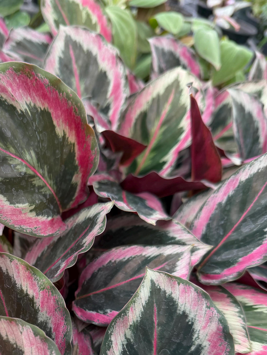 Calathea Plant 4": Pet-Safe Indoor Plant