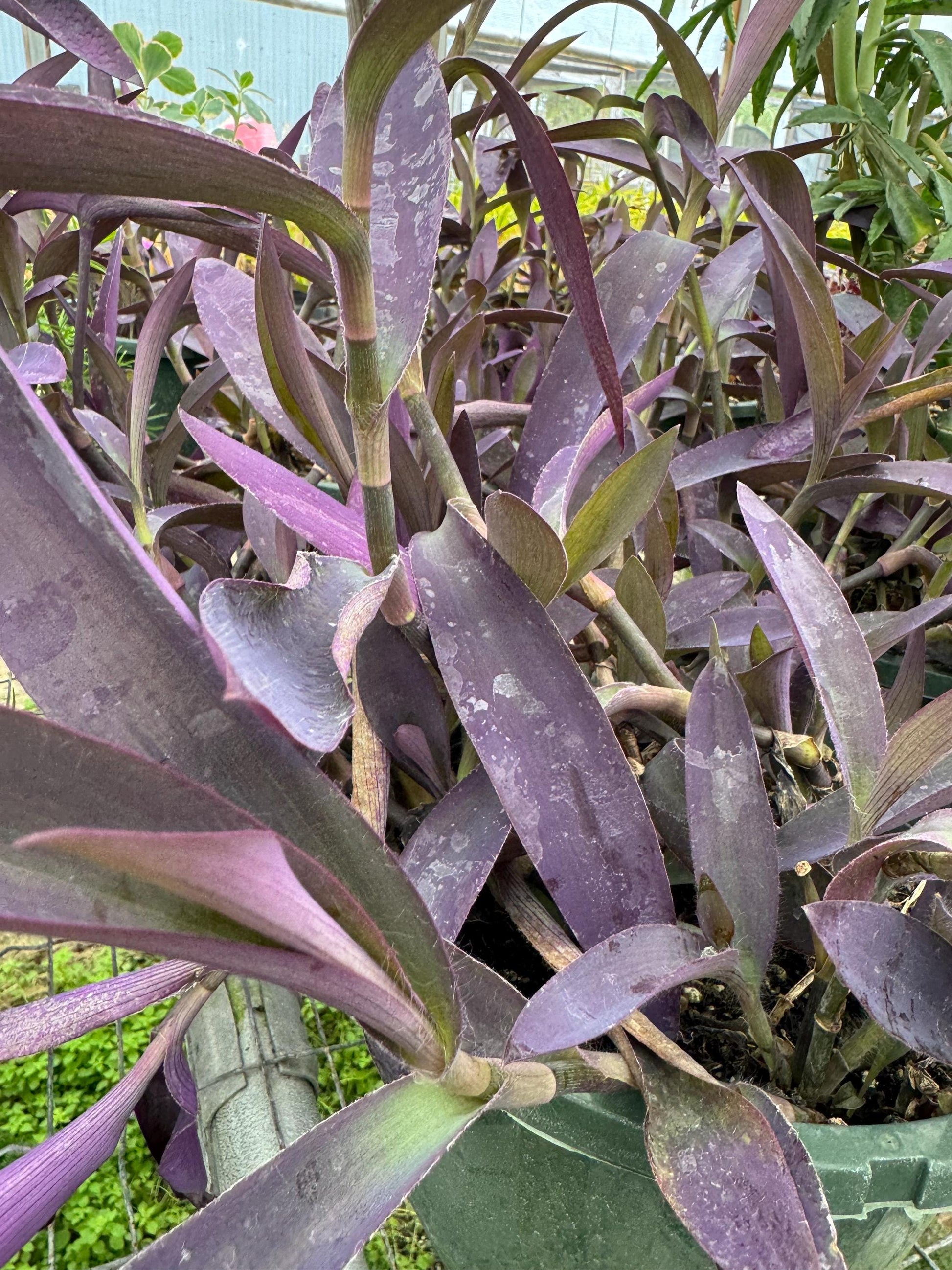 Tradescantia Varieties 4pk