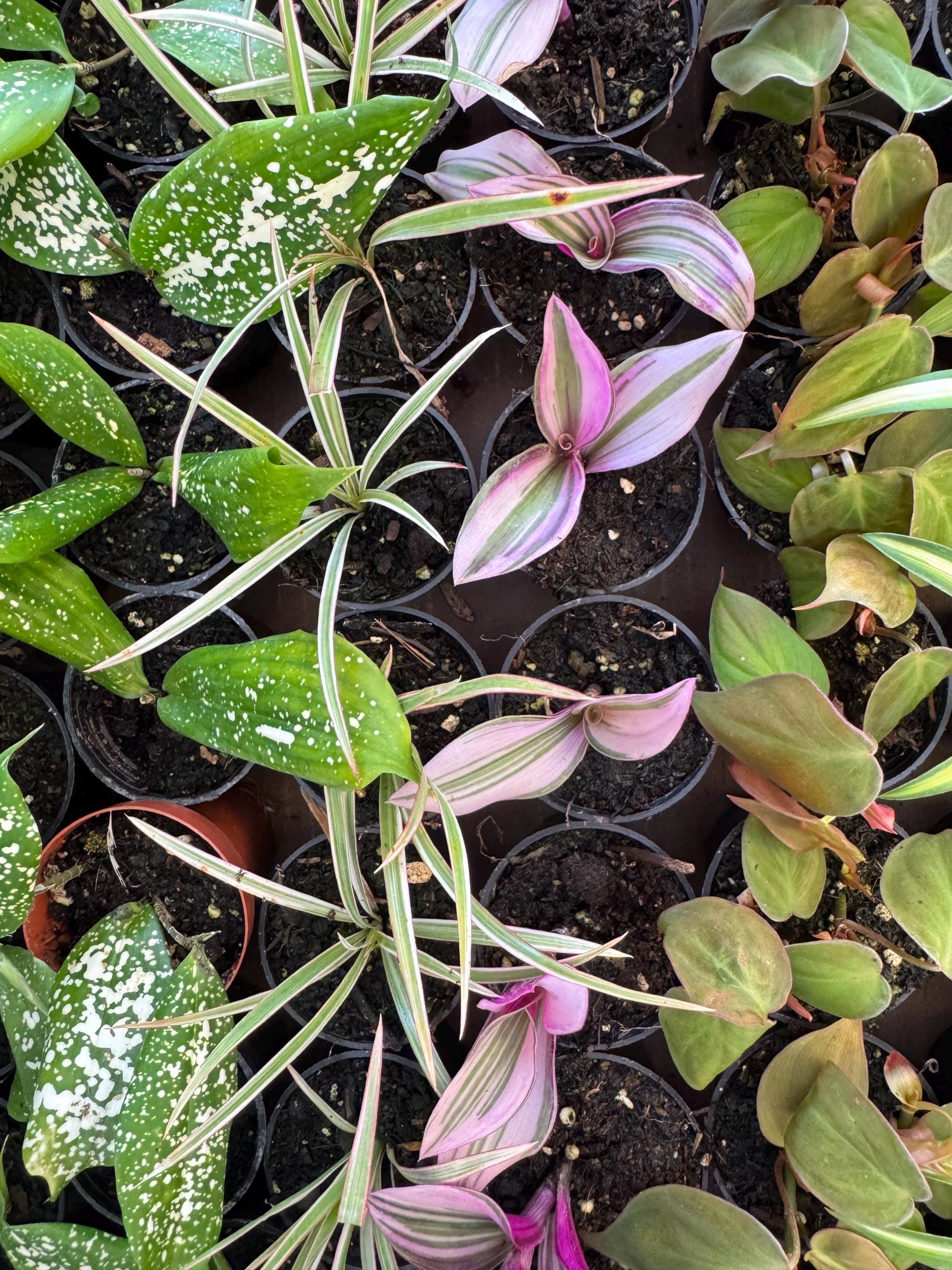 Terranium plants 2” 18 pack