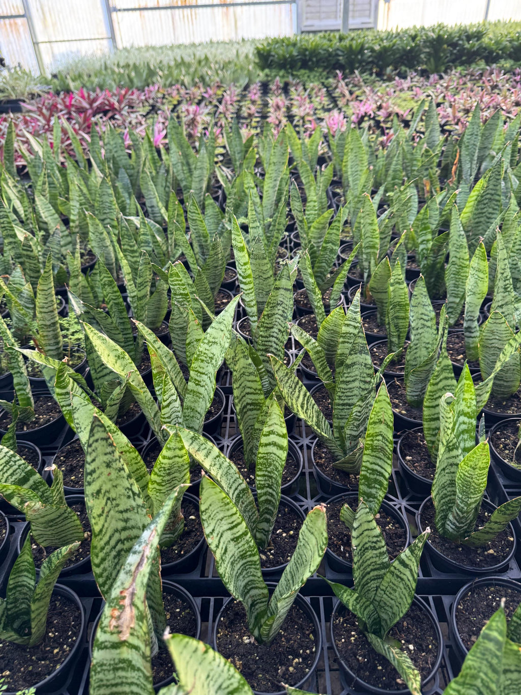Sanseveria Snake Plant