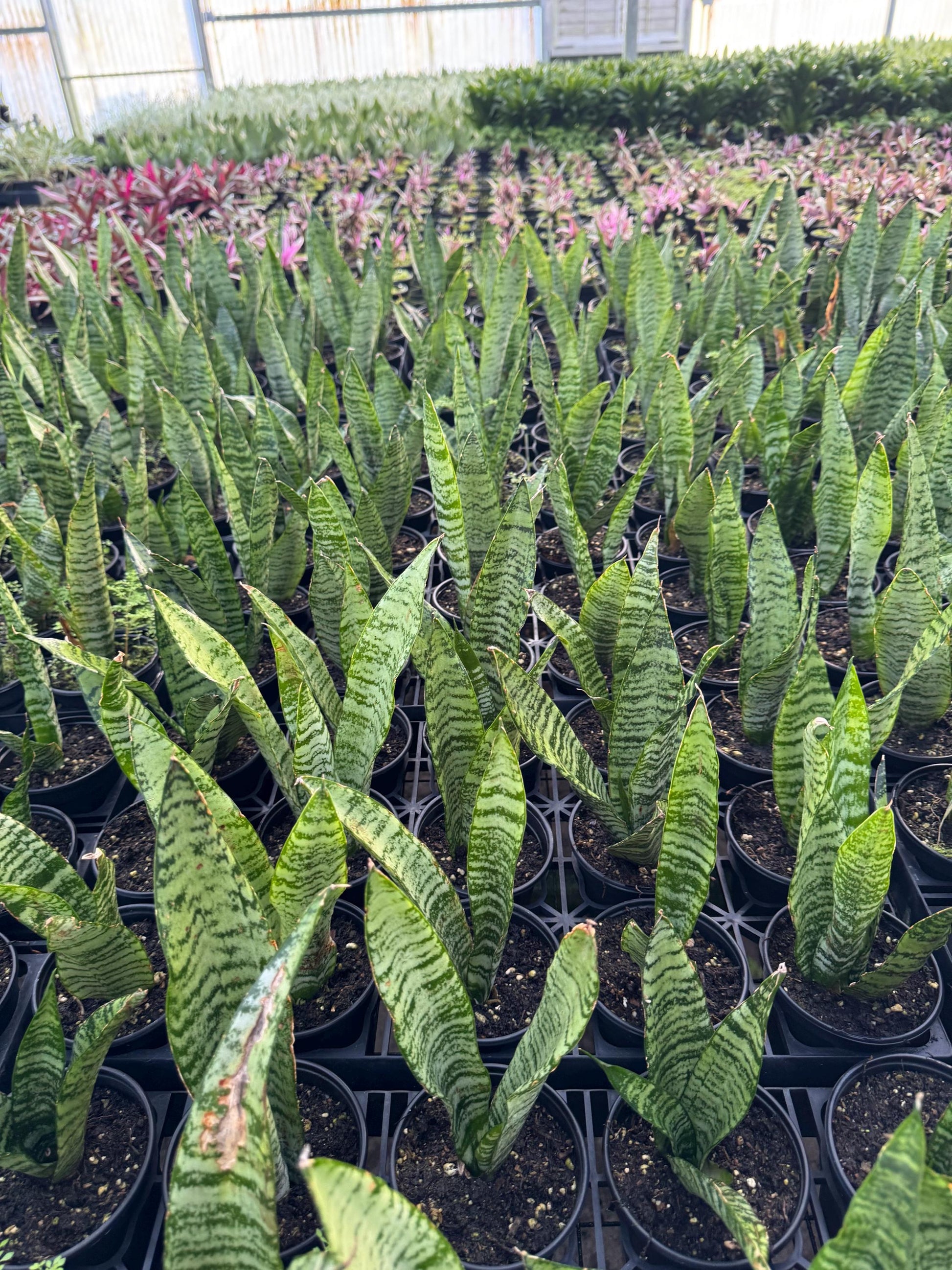 Sanseveria Snake Plant