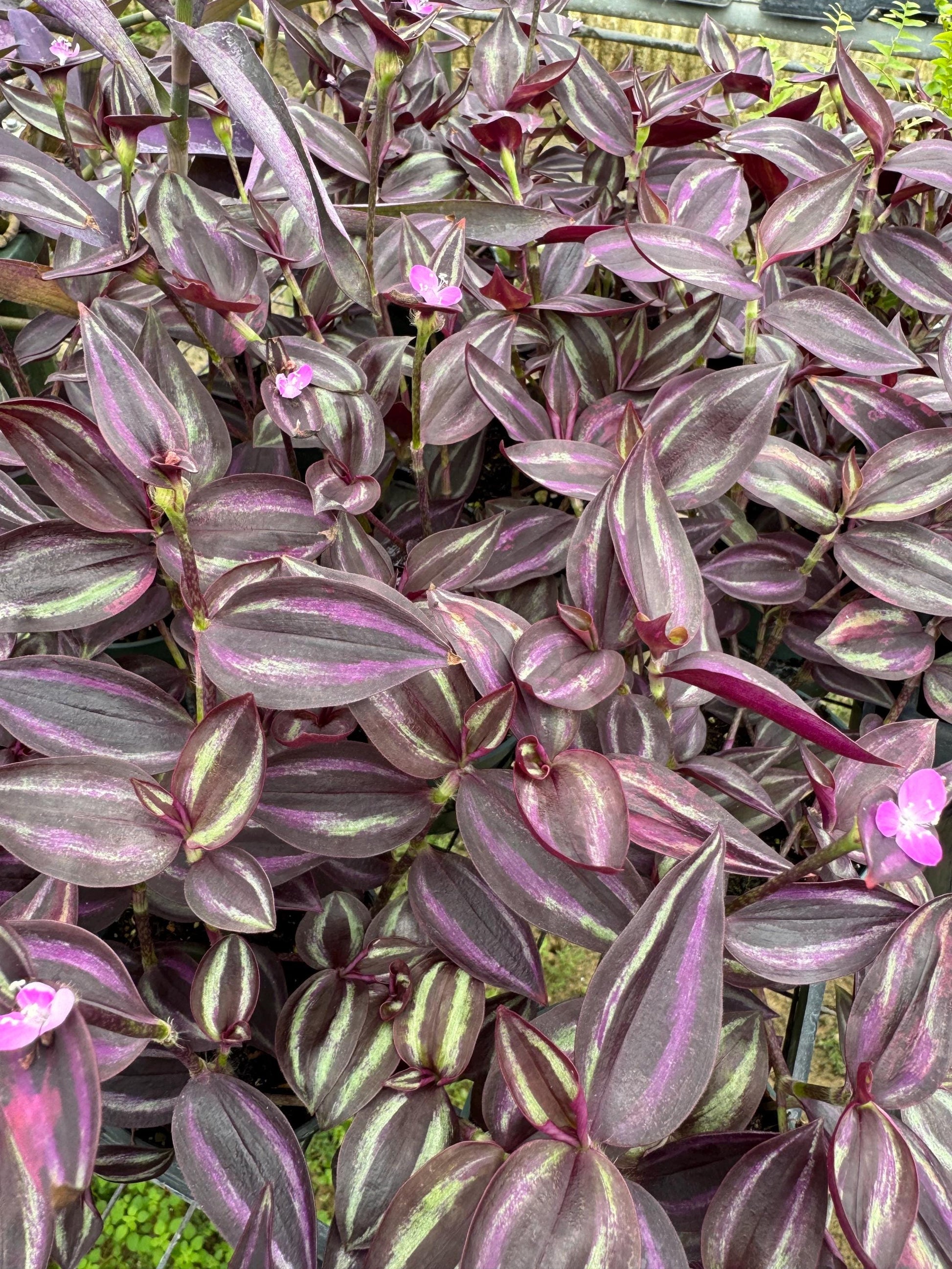 Tradescantia Varieties 2” 4pk