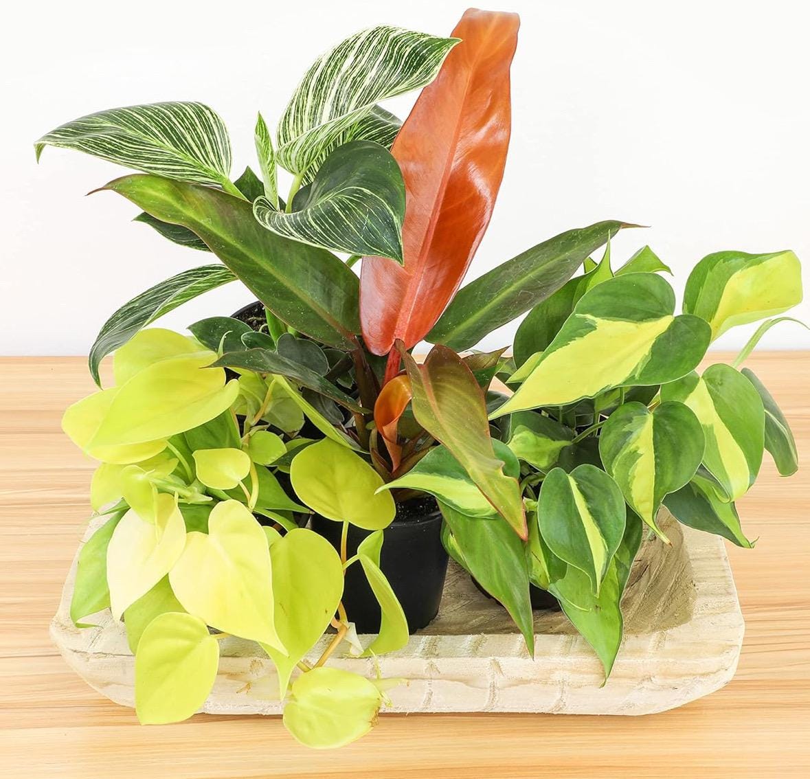 4 “Philodendron